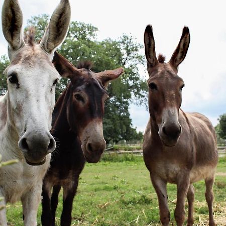 מונטמראנו Agriturismo Il Capannone מראה חיצוני תמונה