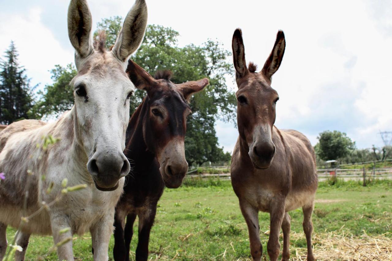 מונטמראנו Agriturismo Il Capannone מראה חיצוני תמונה